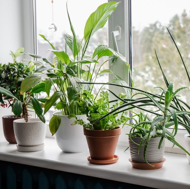 This cozy indoor gardening image showcases a beautiful arrangement of 10 low-maintenance plants on a windowsill, perfect for urban Indian homes. The scene features a mix of leafy greens and a spiky aloe vera, all thriving in stylish ceramic and terracotta pots. Natural light filters through the window, highlighting the plants’ vibrant textures and reinforcing their role in easy-care greenery. Outside, snow-covered trees contrast with the warmth inside, emphasizing how houseplants for winter can bring life and calm to interior spaces. Ideal for those embracing urban gardening and seeking low-effort plant care, this setup reflects the essence of Super Maali’s philosophy: greenery made simple