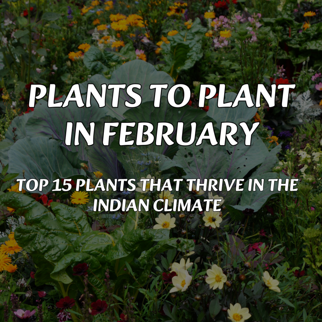 A lush garden with vegetables and flowering plants showing the best plants to plant in February for the Indian climate.