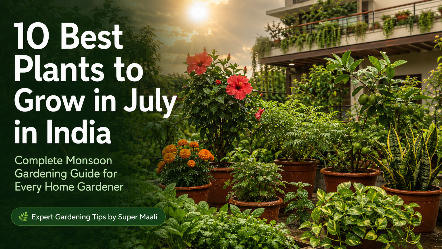 Best Plants to Grow in July in India – lush monsoon home garden featuring hibiscus, marigold, tulsi, spinach, coriander, lemon, guava, money plant, snake plant, and curry leaf plant.